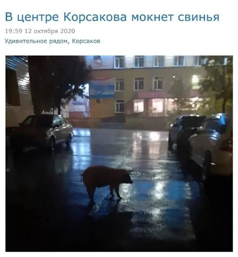 Свинья мокнет под дождём