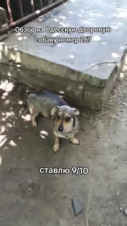 Обзор одесской дворовой собаки