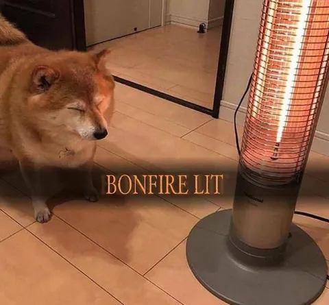 Shiba Inu Enjoys Bonfire