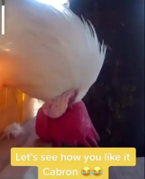 Rooster Says Cabron