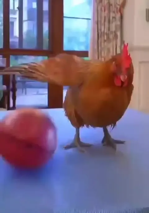 Курица играет в баскетбол