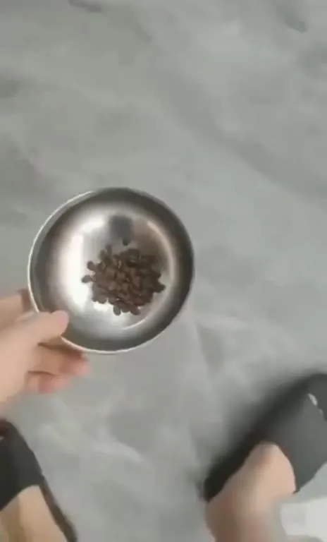 Миска с кормом и внезапный хаос