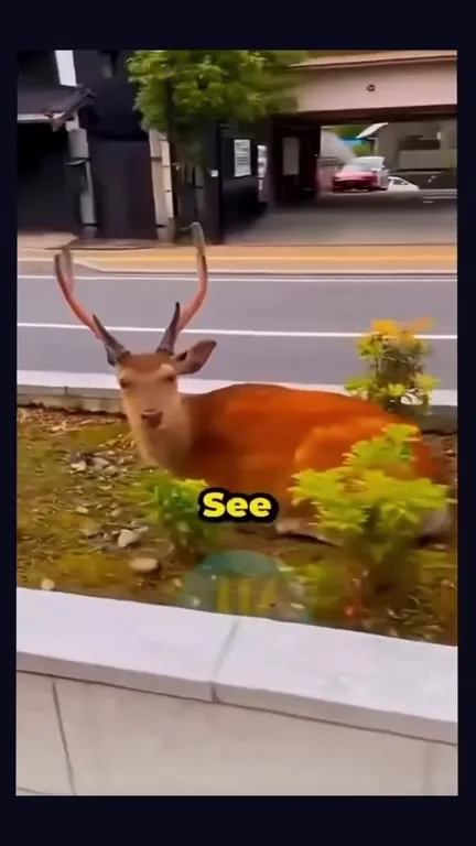 Three See Can A Trash