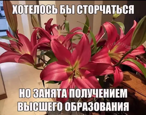 Хотелось бы сторчаться, но занята