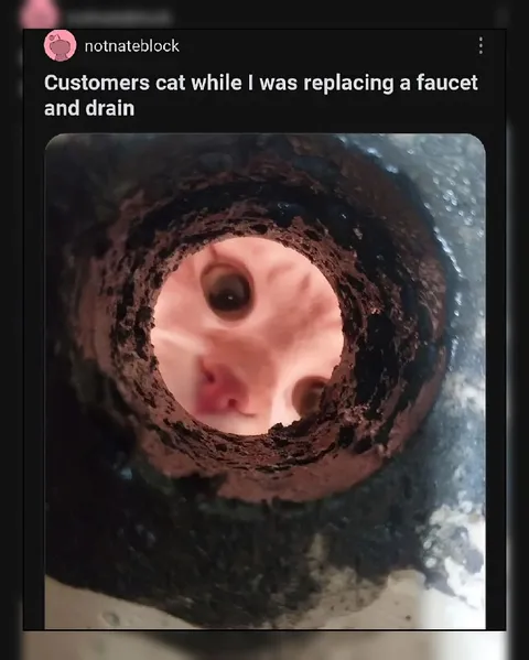 Cat Watching Through Drain