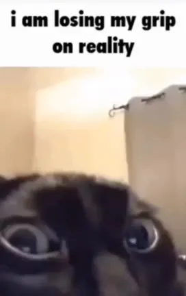 Cat Losing Grip on Reality