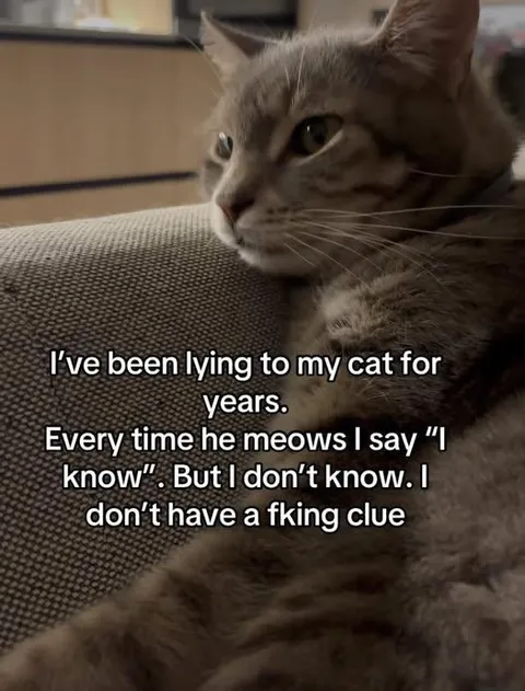 Lying to My Cat for Years