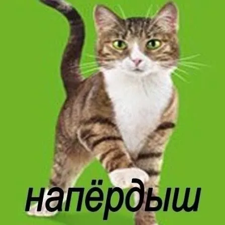Кот напёрдыш