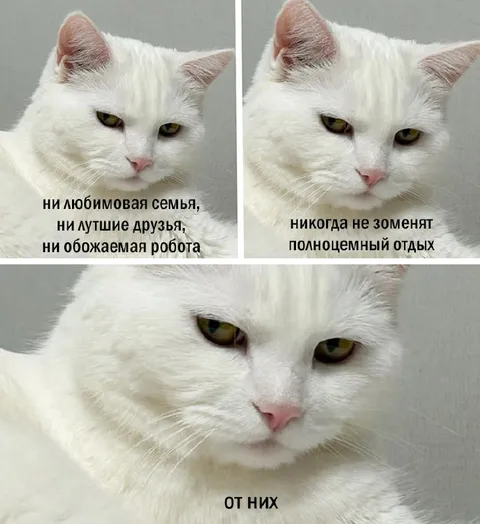 Белый кот выбирает полноценный отдых
