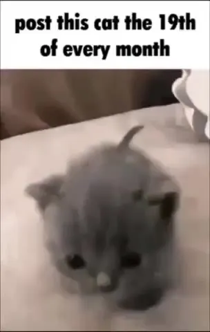 Post This Cat Every 19th