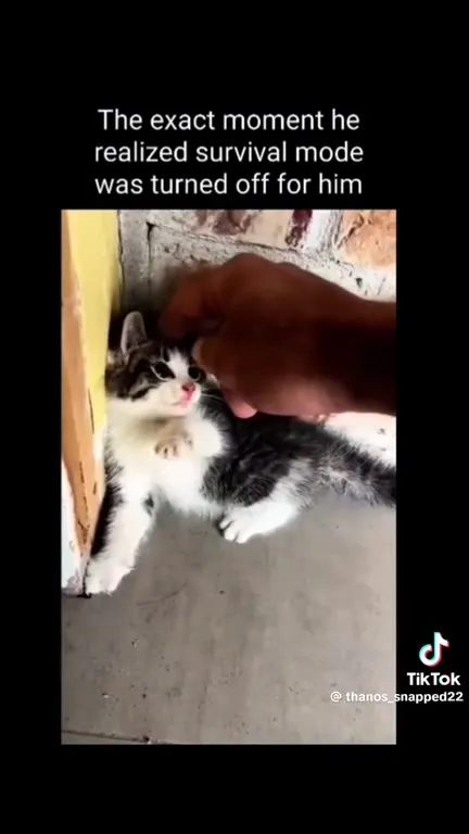 Kitten Turns Off Survival Mode