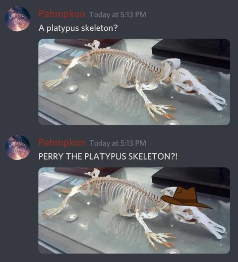Perry the Platypus Skeleton