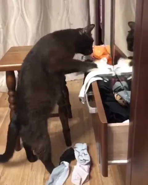 Кот вытаскивает одежду из ящика