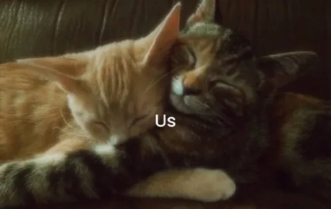 Two Cats Cuddling