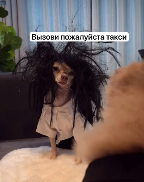Собака просит вызвать такси