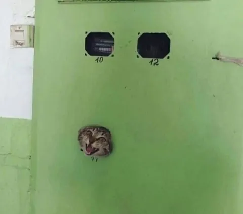 Кот вместо глазка