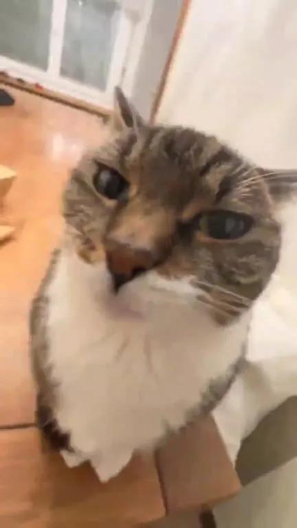 That's Dangerous Cat Reaction