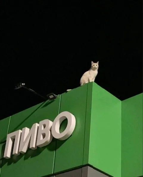 Кот на вывеске ПИВКО