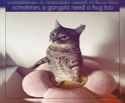 Gangsta Cat Needs a Hug
