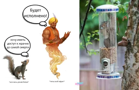 Белка загадала доступ к еде