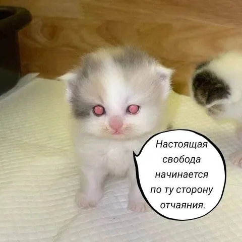 Котёнок за гранью отчаяния