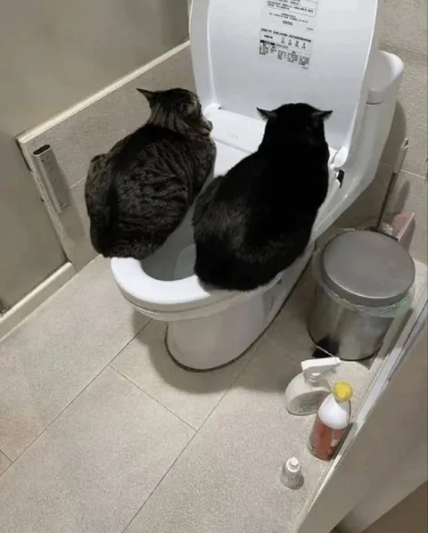 Коты на унитазе вдвоём