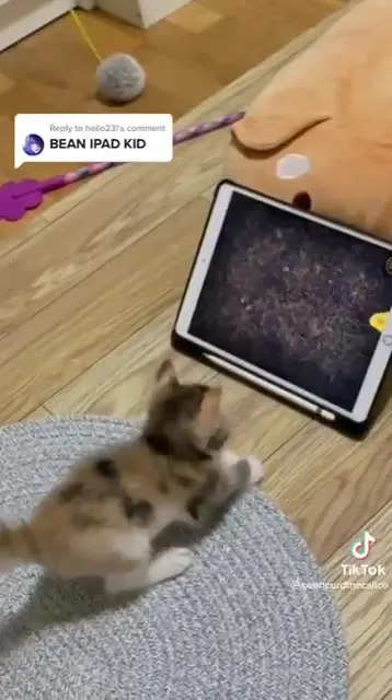 Kitten Plays on the iPad