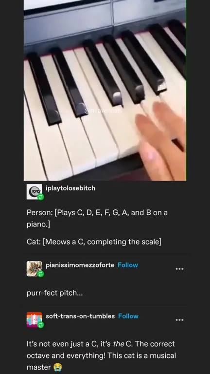Cat Completes the Piano Scale