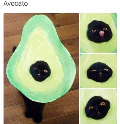 Avocato Cat