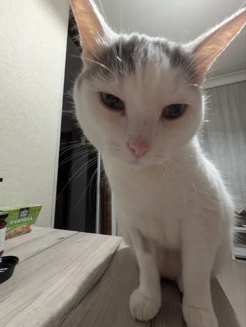 Белый кот смотрит в душу