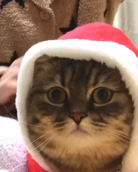 Кот в шапке Санты смотрит вверх