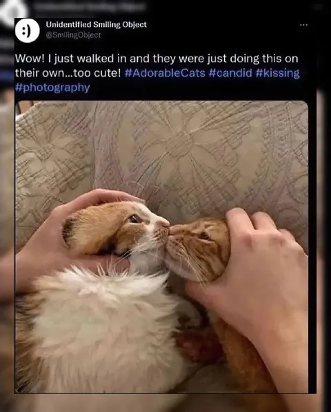 Two Cats Caught Kissing