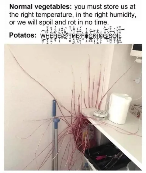 Potatoes Need No Soil