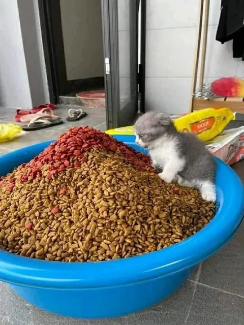 Котёнок у горы корма