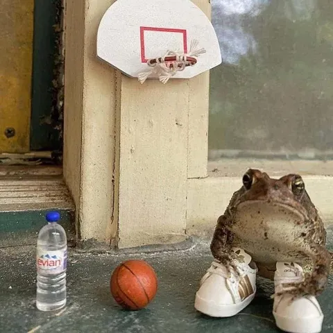 Жаба готовится к матчу
