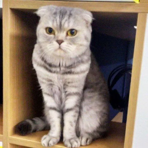 Серьёзный кот на полке