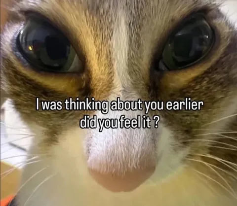 Thinking About You Earlier Cat