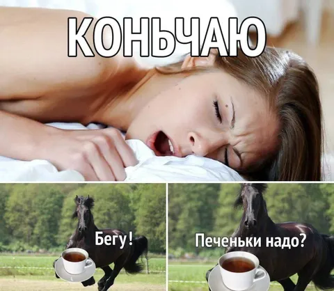 Конь просит печеньки