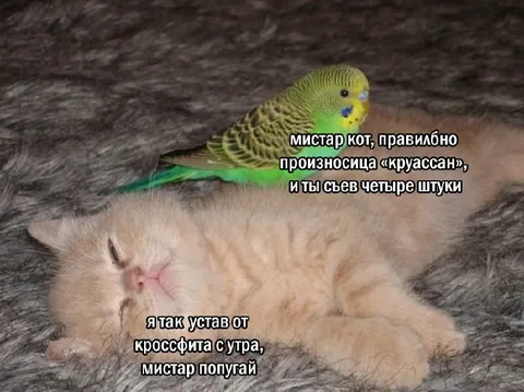 Уставший кот и попугай