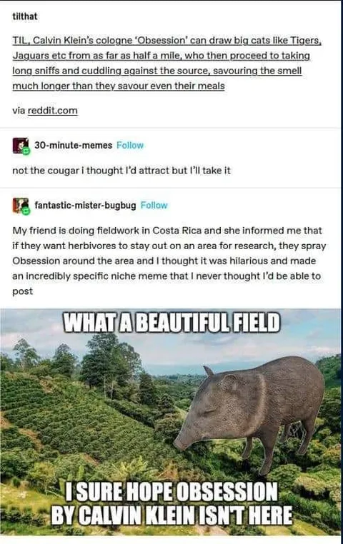 What a Beautiful Field