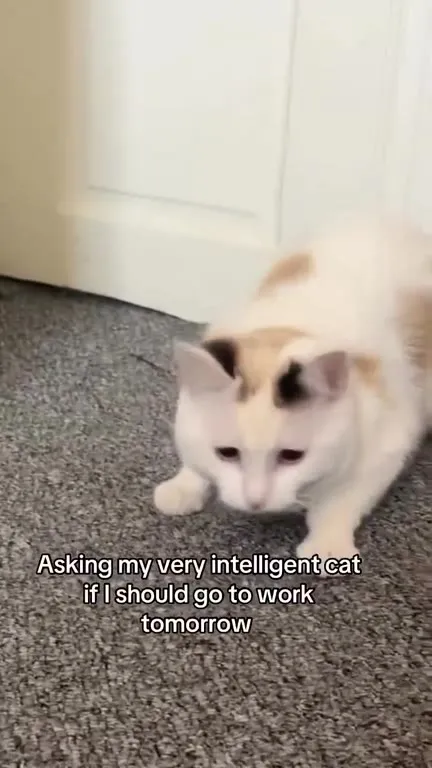 Asking the Cat About Work
