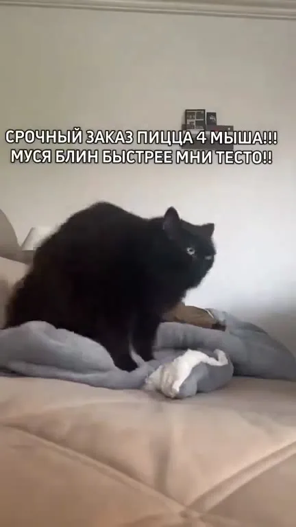 Срочный заказ пиццы для мышей