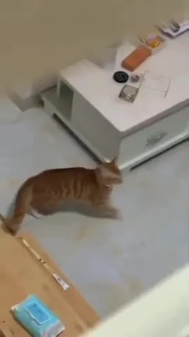 Кот обнаружен под кроватью