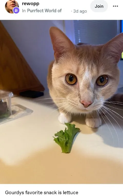 Gourdy's Favorite Snack