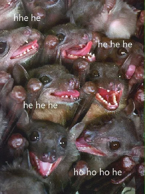 Laughing Bats He He He