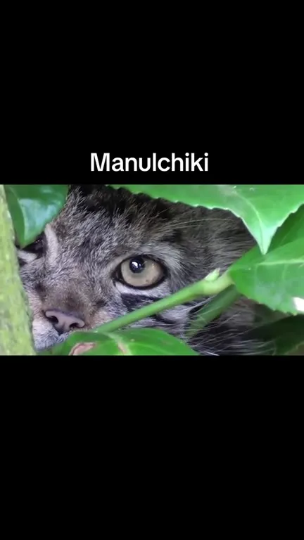 Manulichiki: коты и манул