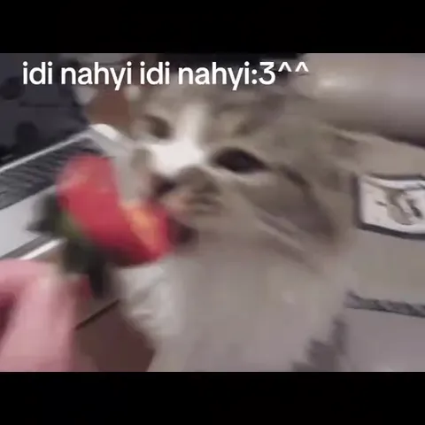 Котики танцуют под музыку