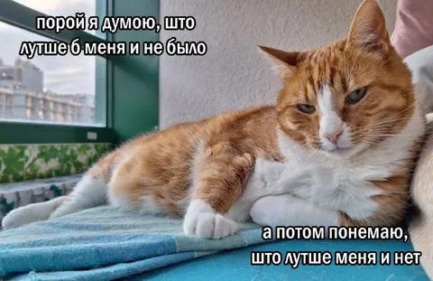 Кот сомневается в своей ценности