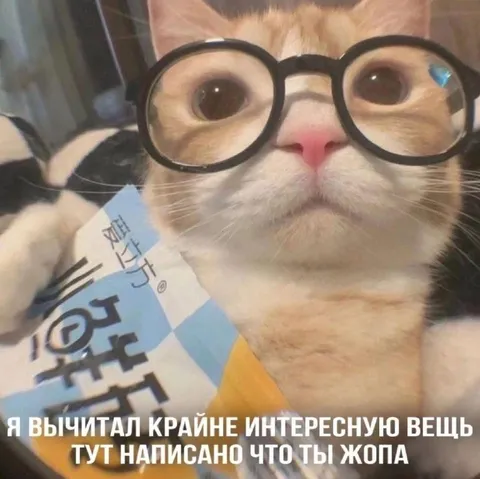 Кот в очках читает правду