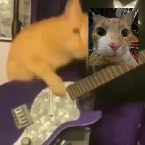 Коты играют рок и реагируют